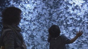 Jellyfish Wonderland