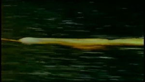 Capturing Wild Animals