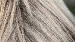 The Tesla, Horsehair Fabrics, Pool Cleaners