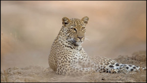 The Leopard Who Changed Her Spots