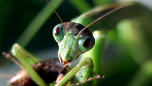 Che grilli hai nel piatto?