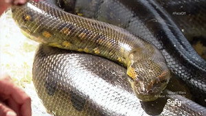 Serpent Soldiers
