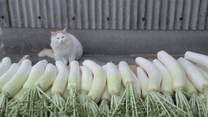 Kumamoto: Food and Exercise on Yushima