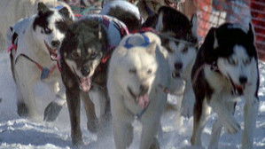 Sled Dogs: An Alaskan Epic