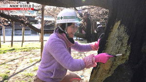 Tree Surgeon - Goto Mizuho
