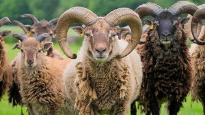 Rare Breeds 50th Anniversary Compilation