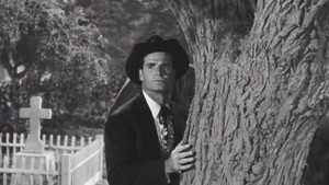 The Cats of Paradise