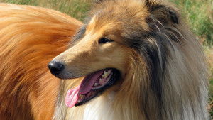 Dogs That Changed The World: Dogs by Design