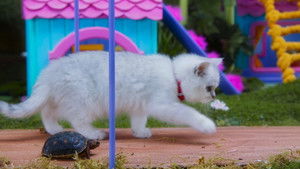 The Tortoise and the Mittens