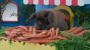 Carrots, Carrots Everywhere