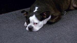 Finale: Go Big or Go Home