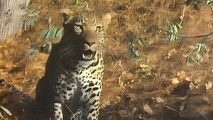 Tarzan and the Law of the Jungle