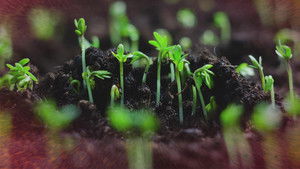 Beyond the Elements: Life