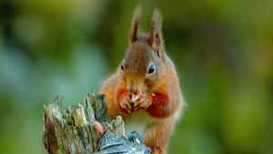 Britain's Rarest Creatures