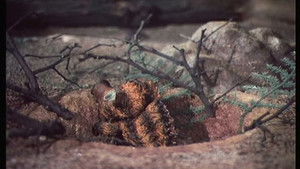 How they planted a pig's tail