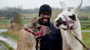 Melvin og de kronjyske lamaer