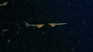 Why We Are at the Bottom