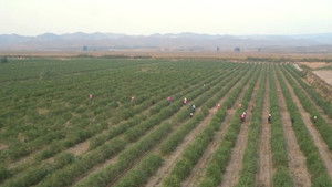 Counting on Red Fruit: China's One Belt One Road Initiative