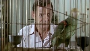 It's All Over Now, Baby Bird