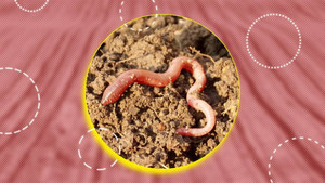 Het excuus van de Boerenleenbank