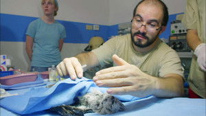 Jungle Animal Hospital