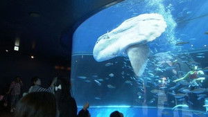 In Front of a Giant Manbow