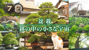 Bonsai Village: Growing a Small Universe in a Pot