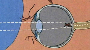 How can we think, do different things, see and hear?