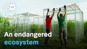 A small Polish village saves the moors