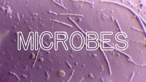 How Microbes Rule Your World