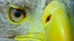 The Eagle Has Landed