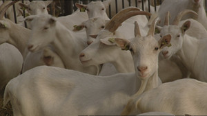 De Q-koorts epidemie