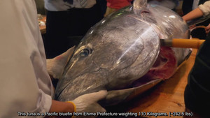 Go to the tuna cutting show!