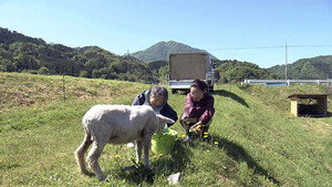 A Country Town's Woolly Heroes