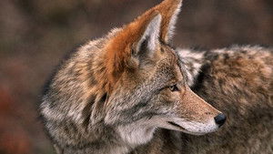 Coyote: the Ultimate Survivor?