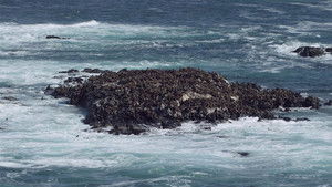 Cape Fur Seals