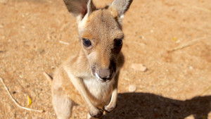 Kangaroo Dundee and Other Animals (1)