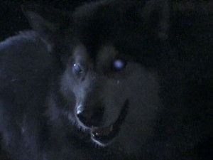 The Tale of the Hunted