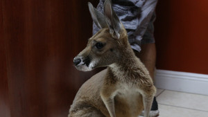Baby Kangaroo Alert!