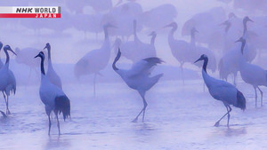 Frozen Beauty at Dawn and Dusk: Hokkaido in Midwinter