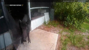 Roommate Disturbance