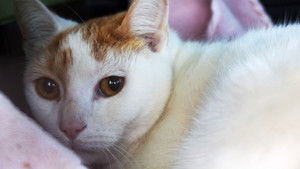 It's Charles, He's Hurt!