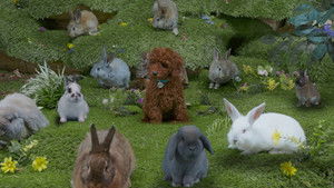 Bunny Family Wedding