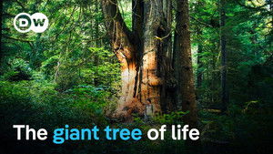 Life in Canada's Great Bear Rainforest