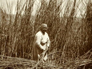 Ecology - Pulse of the Planet