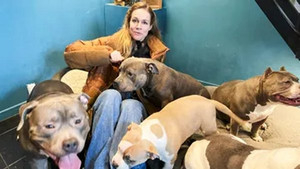 Din møghund skal dø