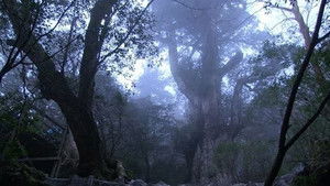 Yakushima: Island of the Mystical Tree