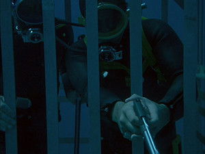 The Day of the Shark