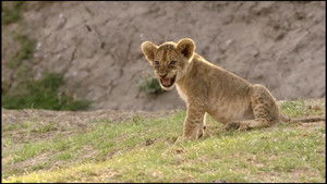 The Misfit Comes of Age