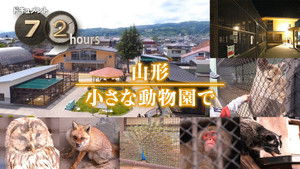 Yamagata At a small zoo